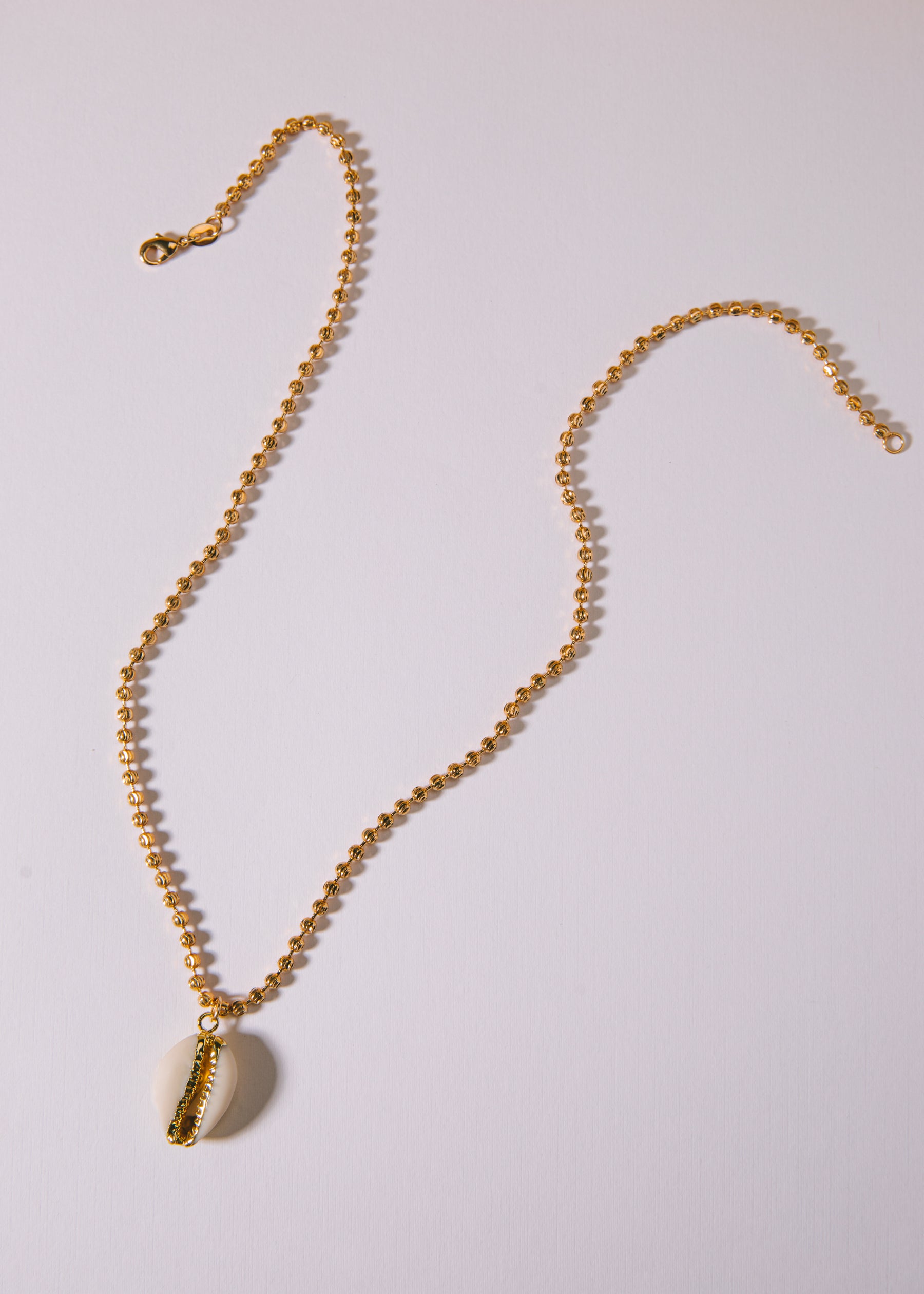 White Cowrie
